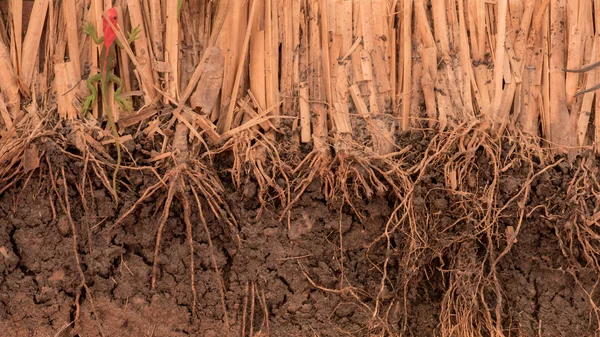 La raíz de la hierba Vetiver en el suelo —  Fotos de Stock