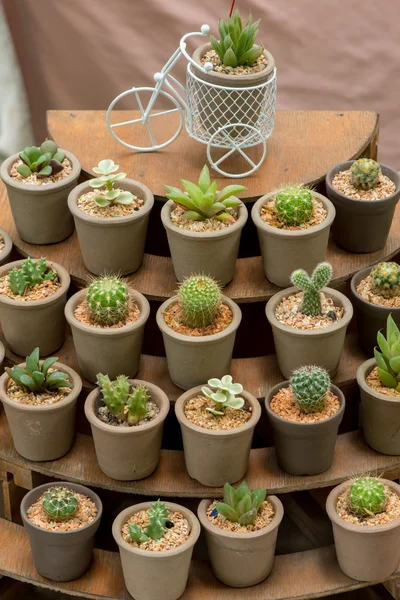 Cactus sobre una mesa de madera —  Fotos de Stock