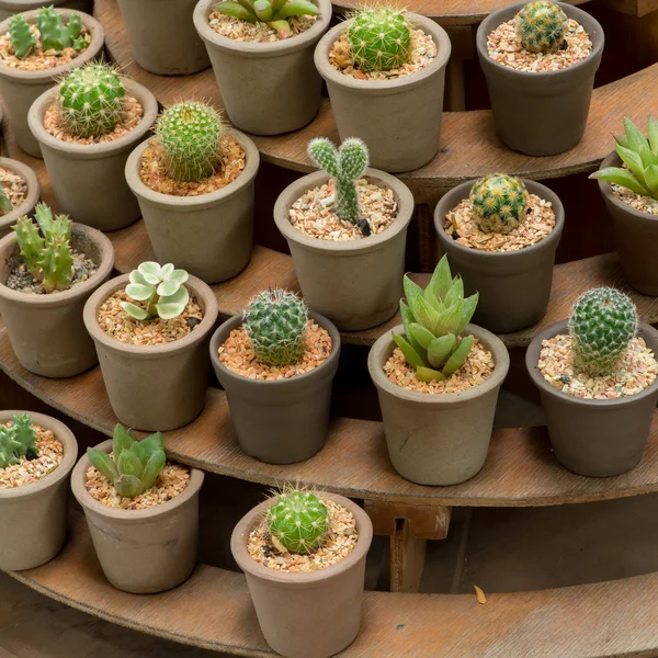 Cactus sur une table en bois — Photo