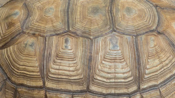 Textuur van Sulcata Tortoise kopborststuk — Stockfoto