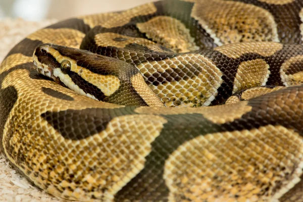Пітон Королівський python — стокове фото