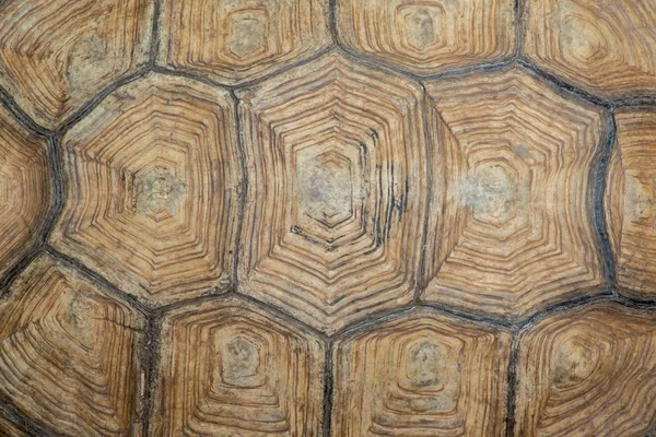 Textuur van Sulcata Tortoise kopborststuk — Stockfoto