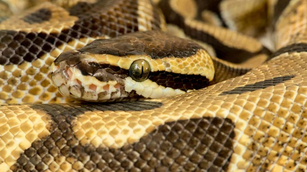 Python python real — Fotografia de Stock