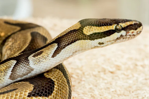 Python Royal python — Φωτογραφία Αρχείου