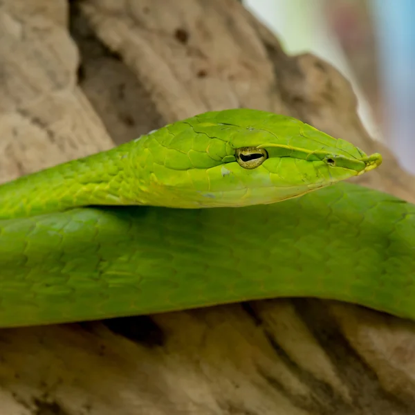 Viper verde close-up — Fotografia de Stock