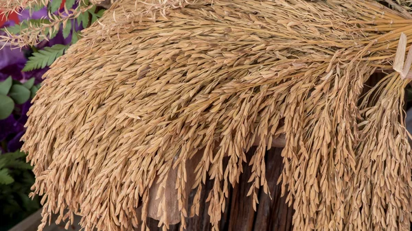 Ears of rice — Stock Photo, Image