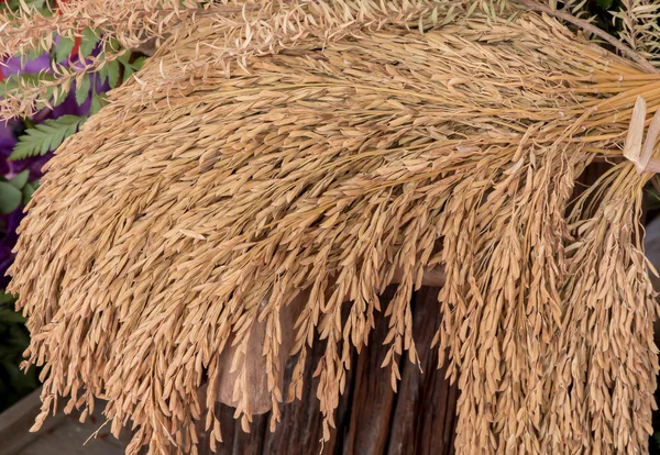 Ears of rice — Stock Photo, Image