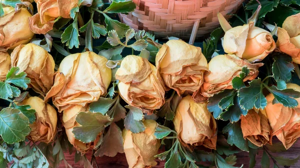 Suszone Biała Róża — Zdjęcie stockowe