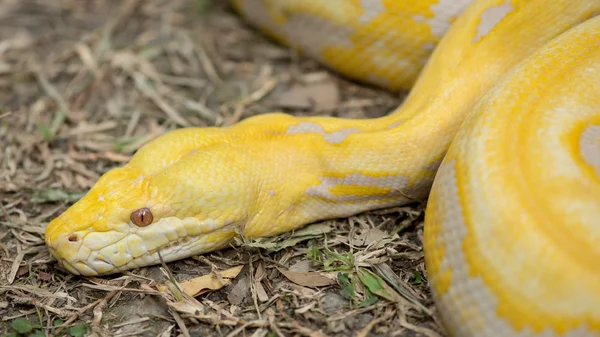 골드 파이썬, 그물 모양의 파이썬 (Python reticulatus) — 스톡 사진