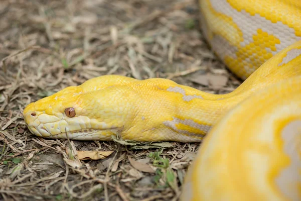 黄金 Python，网状蟒蛇 (Python 网纹) — 图库照片