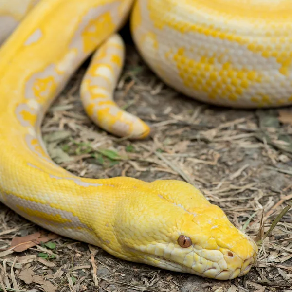 Золотий Python, ретикулярний пітон (Python reticulatus ) — стокове фото