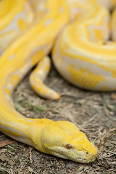 Χρυσό Python, κατασκευή των ματιών python (Python reticulatus) — Φωτογραφία Αρχείου