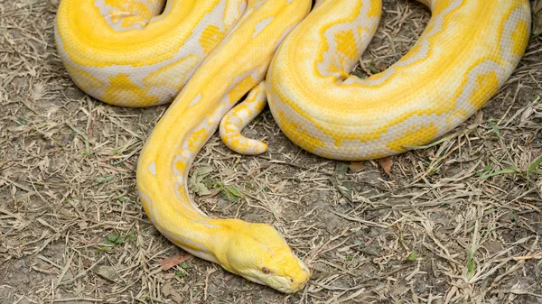 골드 파이썬, 그물 모양의 파이썬 (Python reticulatus) — 스톡 사진