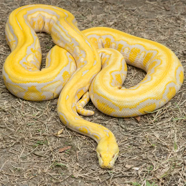 골드 파이썬, 그물 모양의 파이썬 (Python reticulatus) — 스톡 사진