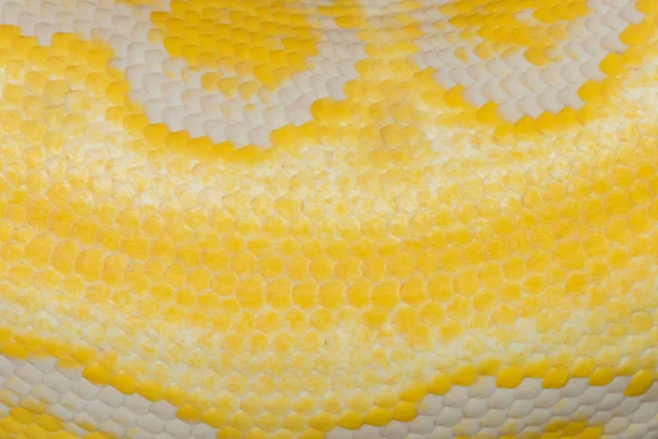 Kůže ze zlatých Python, síťované python (Python reticulatus) — Stock fotografie