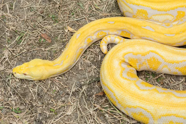 ゴールドのパイソン、網状の python (アミメニシキヘビ) — ストック写真