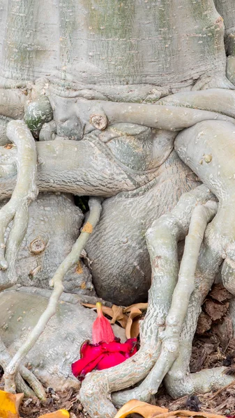 Root of Adenium obesum tree or Desert rose in flowerpot. — Stock Photo, Image
