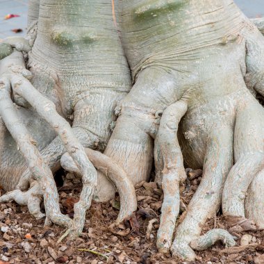 Adenium kök obesum ağacı veya çöl gülü saksının içinde.