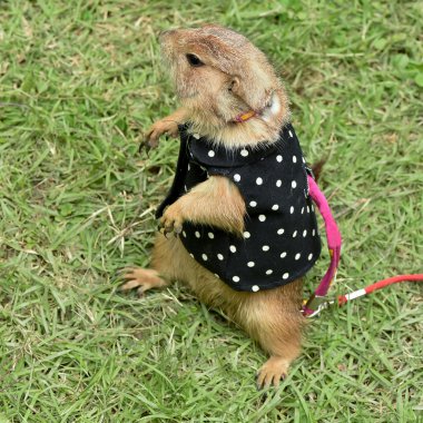 çayır köpekleri ayakta