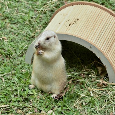 çayır köpekleri ayakta