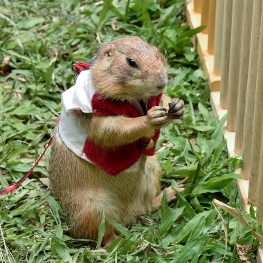 çayır köpekleri ayakta