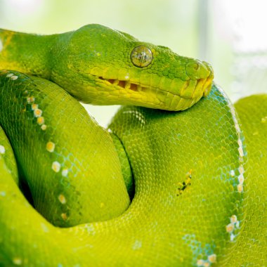 Yeşil ağaç python