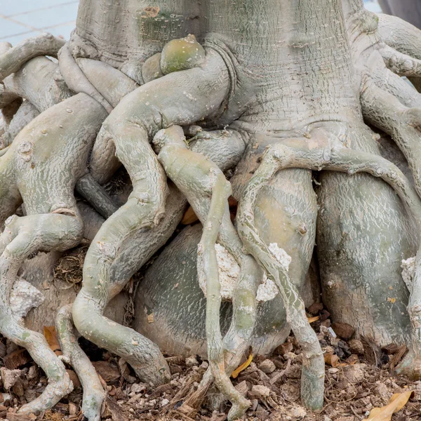 Root of Adenium obesum tree or Desert rose in flowerpot.
