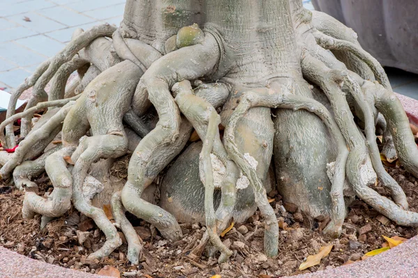 Root of Adenium obesum tree or Desert rose in flowerpot. — Stock Photo, Image