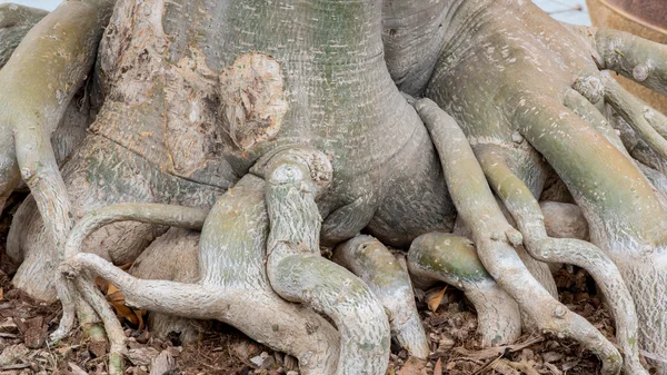 Adenium kök obesum ağacı veya çöl gülü saksının içinde.