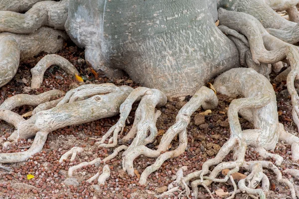 Root of Adenium obesum tree or Desert rose in flowerpot. — Stock Photo, Image