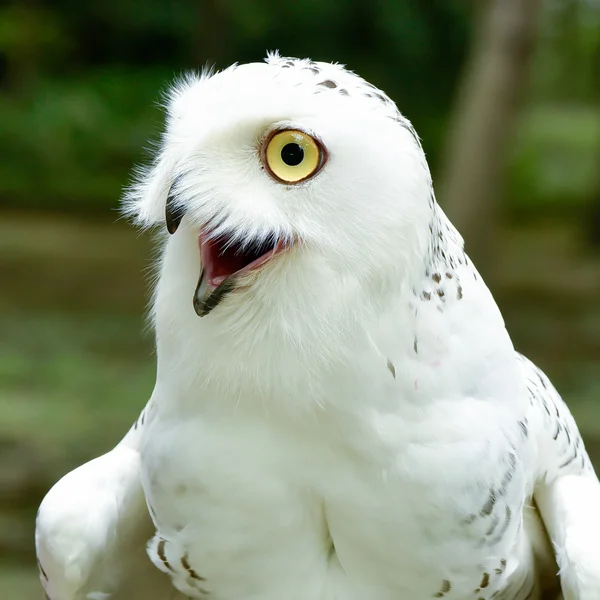 Snowy Owl — Stock Photo, Image