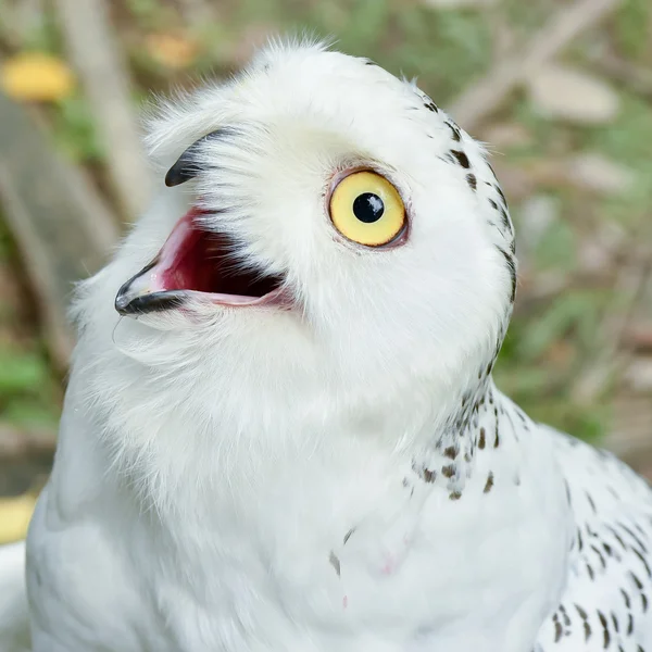 Snowy Owl — Stock Photo, Image