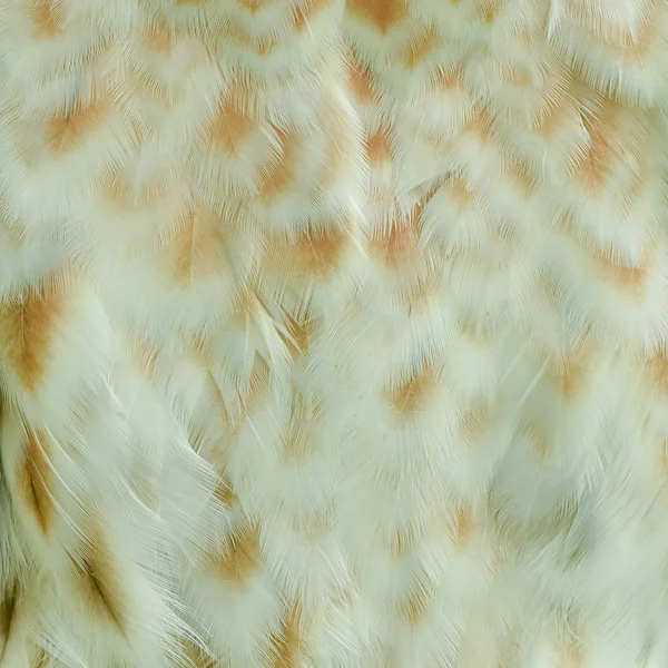 Details der Adlerfeder — Stockfoto