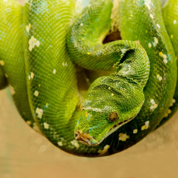 Groene boom python — Stockfoto