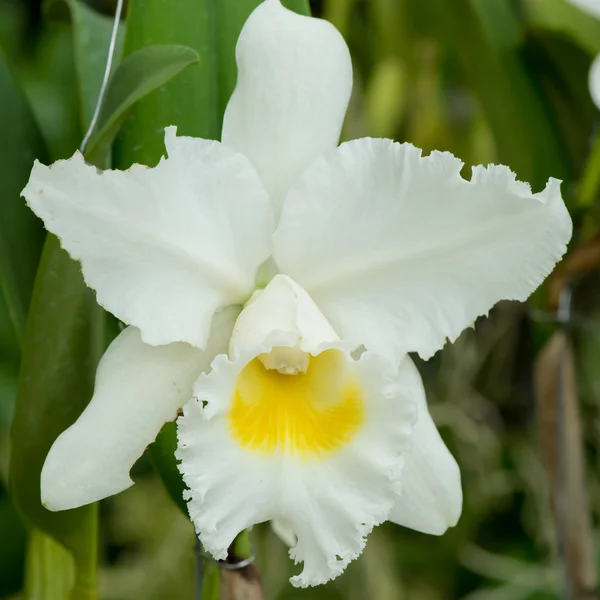 Close-up of beautiful orchid — Stock Photo, Image