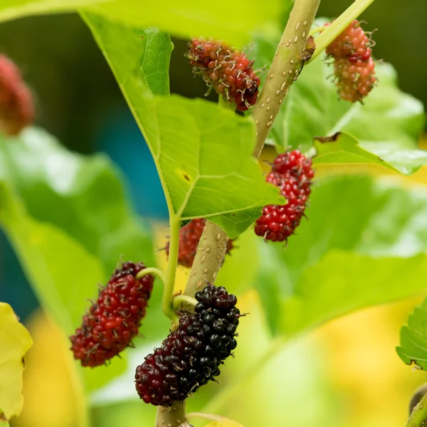 Frutas de morera en entornos naturales . — Foto de Stock