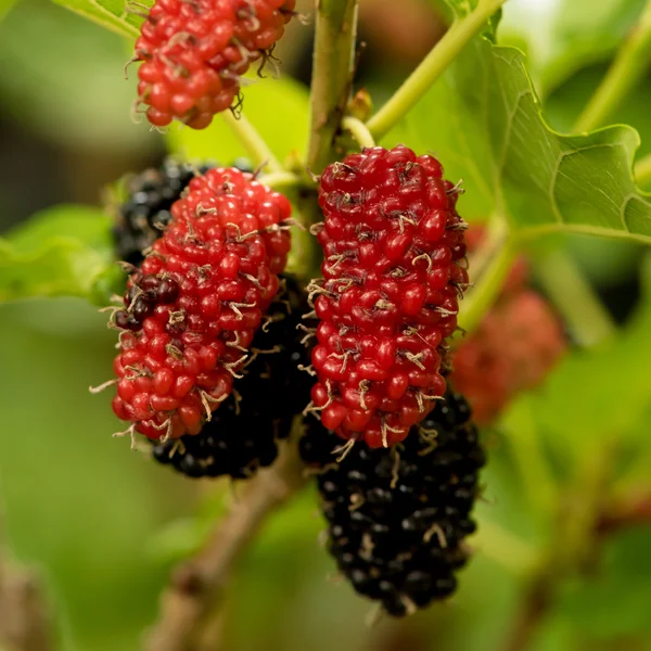 Maulbeerfrüchte in der Natur. — Stockfoto