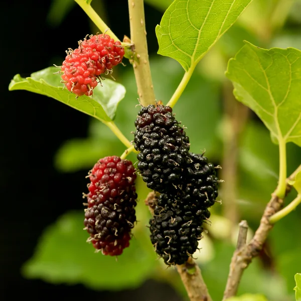 Maulbeerfrüchte in der Natur. — Stockfoto