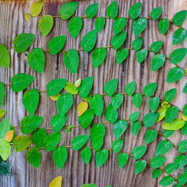 Yeşil sarmaşık kapalı duvar arka plan görüntüsü olarak