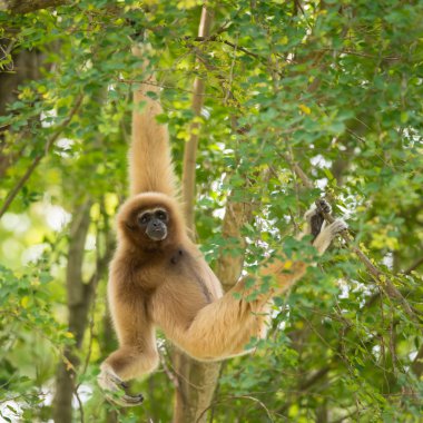 Beyaz yanaklı gibbon