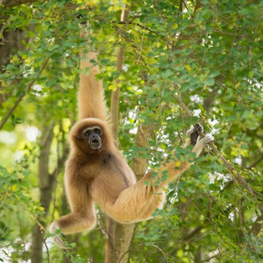 Beyaz yanaklı gibbon