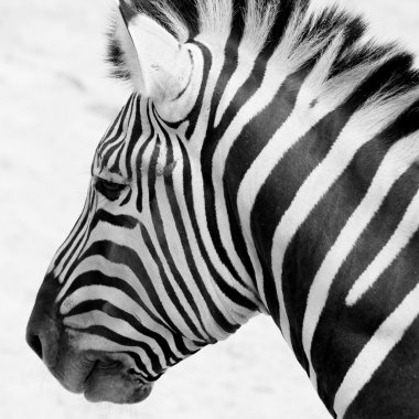 siyah ve beyaz zebra