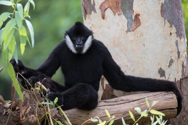 Black Gibbon (hvit-cheeked Gibbon ) – stockfoto