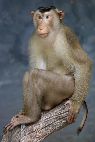 Retrato de macaco no zoológico — Fotografia de Stock