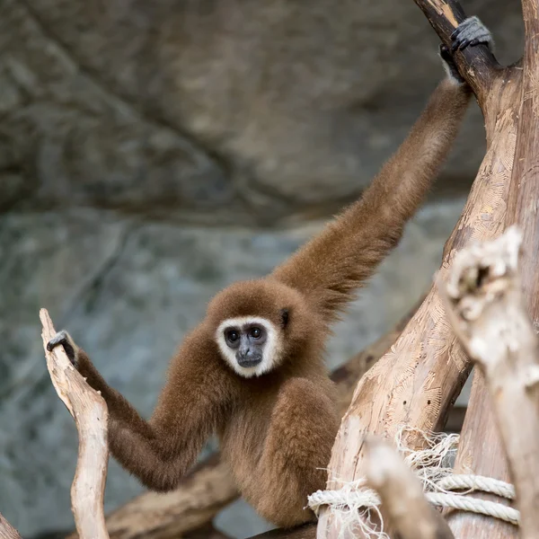 Gibbon Brown στο ζωολογικό κήπο — Φωτογραφία Αρχείου