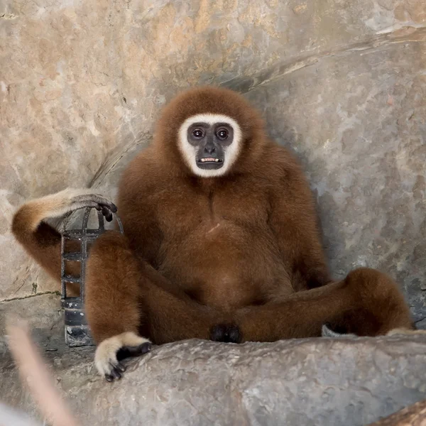 Brown Gibbon in the zoo — Stock Photo, Image