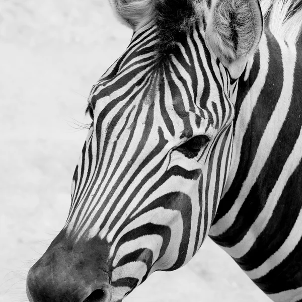Černá a bílá zebra — Stock fotografie