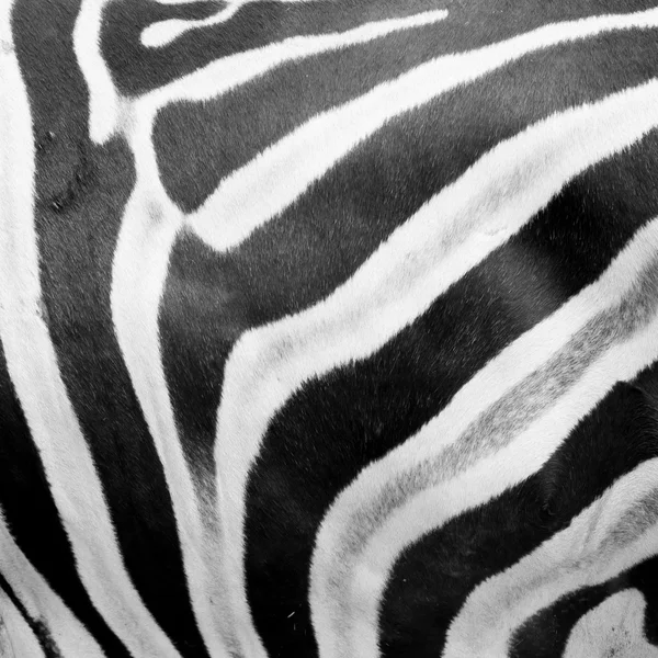 Black and white Zebra skin in the zoo — Stock Photo, Image