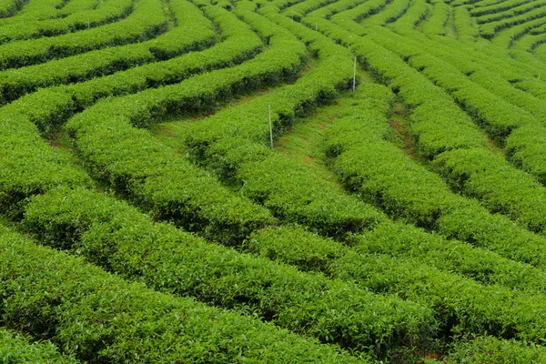 Tayland 'da çay tarlaları — Stok fotoğraf