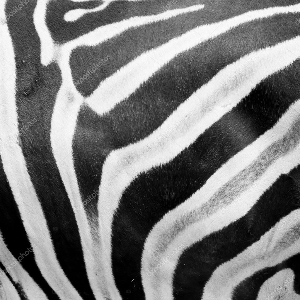 black and white Zebra skin in the zoo